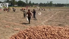 দিনাজপুরে আলুর আবাদ বেড়েছে