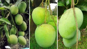 আম উৎপাদন ও রপ্তানিতে রেকর্ড গড়তে যাচ্ছে বাংলাদেশ