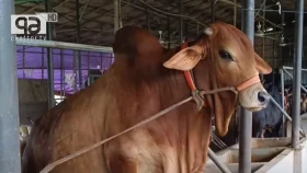 রাজধানীতে ঈদের তৃতীয় দিনেও চলছে পশু কোরবানি