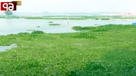 দখলে দূষণে অস্তিত্বের সংকটে চলন বিল