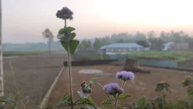 দেশের সর্বনিম্ন তাপমাত্রা পঞ্চগড়ে