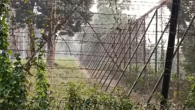 ব্রাহ্মণবাড়িয়া সীমান্তে বিএসএফের গুলিতে যুবক নিহত