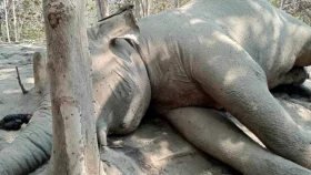 প্রসবের সময় মা হাতিসহ শাবকের মৃত্যু
