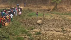 বন্য হাতি হত্যার ঘটনায় মামলা, কৃষক গ্রেপ্তার