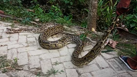 শরণখোলায় ২০ ফুট লম্বা অজগর উদ্ধার