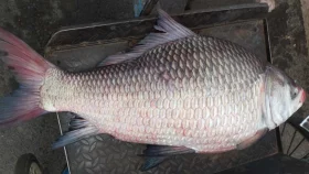পদ্মার এক কাতল বিক্রি হলো ৩০ হাজার টাকায়