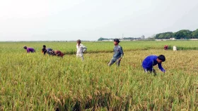 অকাল বন্যার শঙ্কা, হাওরের পাকা ধান কাটার পরামর্শ