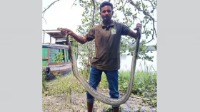 শরণখোলায় লোকালয়ে অজগর, উদ্ধারের পর বনে অবমুক্ত