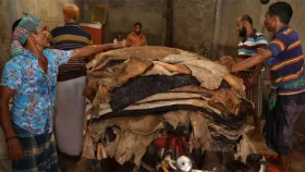 এবারও কাঁচা চামড়ার ব্যাপক দরপতন