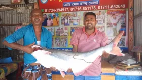 পদ্মায় ধরা পড়লো ১৯ কেজির পাঙাস, বিক্রি সাড়ে ২৯ হাজার টাকায়